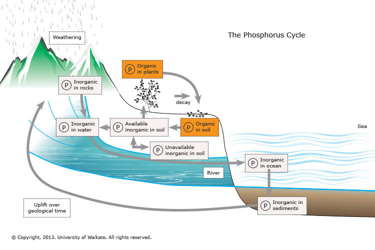 The-phosphorus-cycle20160510-28982-4ca08w.jpg